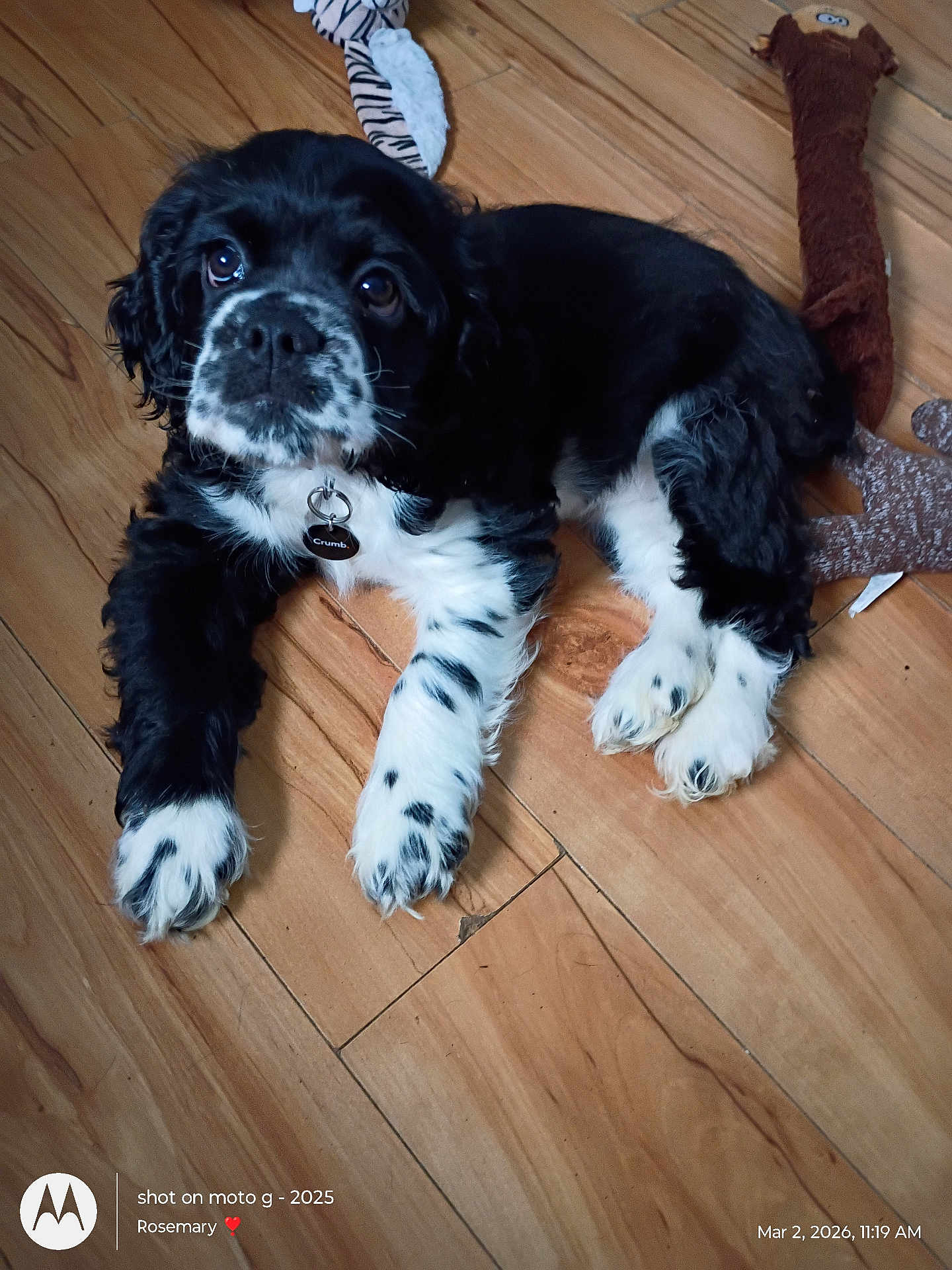 Sophie is registered to the contest to win money with this photo: dog, puppy, black_and_white, hardwood_floor, toy, collar, tag, paws, closeup, looking_up, indoor, pet, adorable, fur, big_eyes, nose, wooden_floor, floor_planks, canine, sitting