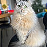 animal, cat, chair, curious, cute, domestic_animal, feline, fluffy, furry, green_eyes, household, indoor, long_hair, pet, portrait, relaxed, sitting, soft, tail, whiskers