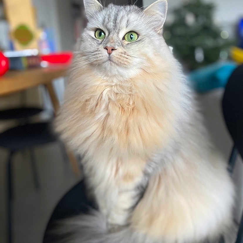 Sally
