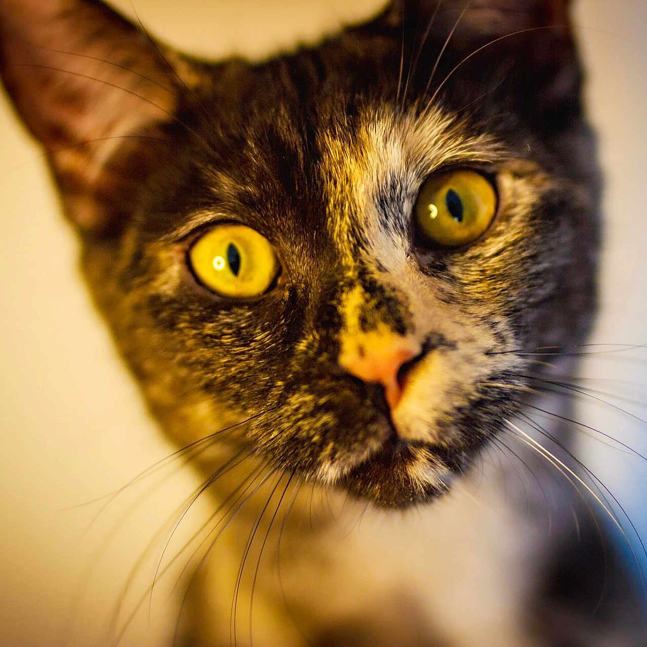 Esmée participe au concours pour gagner de l'argent avec cette photo : cat, close_up, yellow_eyes, tortoiseshell, whiskers, curious, pet, animal, feline, portrait, indoor, soft_background, focused, cute, domestic_animal, mammal, face, nose, ears, fur