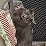 cat, gray_cat, pet, animal, indoor, bed, quilt, patchwork, relaxed, stretching, feline, ears, whiskers, soundproofing, foam_panels, floor, cozy, resting, looking, paw