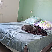 Upso a rejoint le concours — aidez-le/la à gagner de superbes lots ! bed, blanket, cat, cozy, domestic, floor, furniture, gray_cat, home, indoor, natural_light, pillow, quiet, relaxation, resting, room, sleeping, soft_colors, wall, window