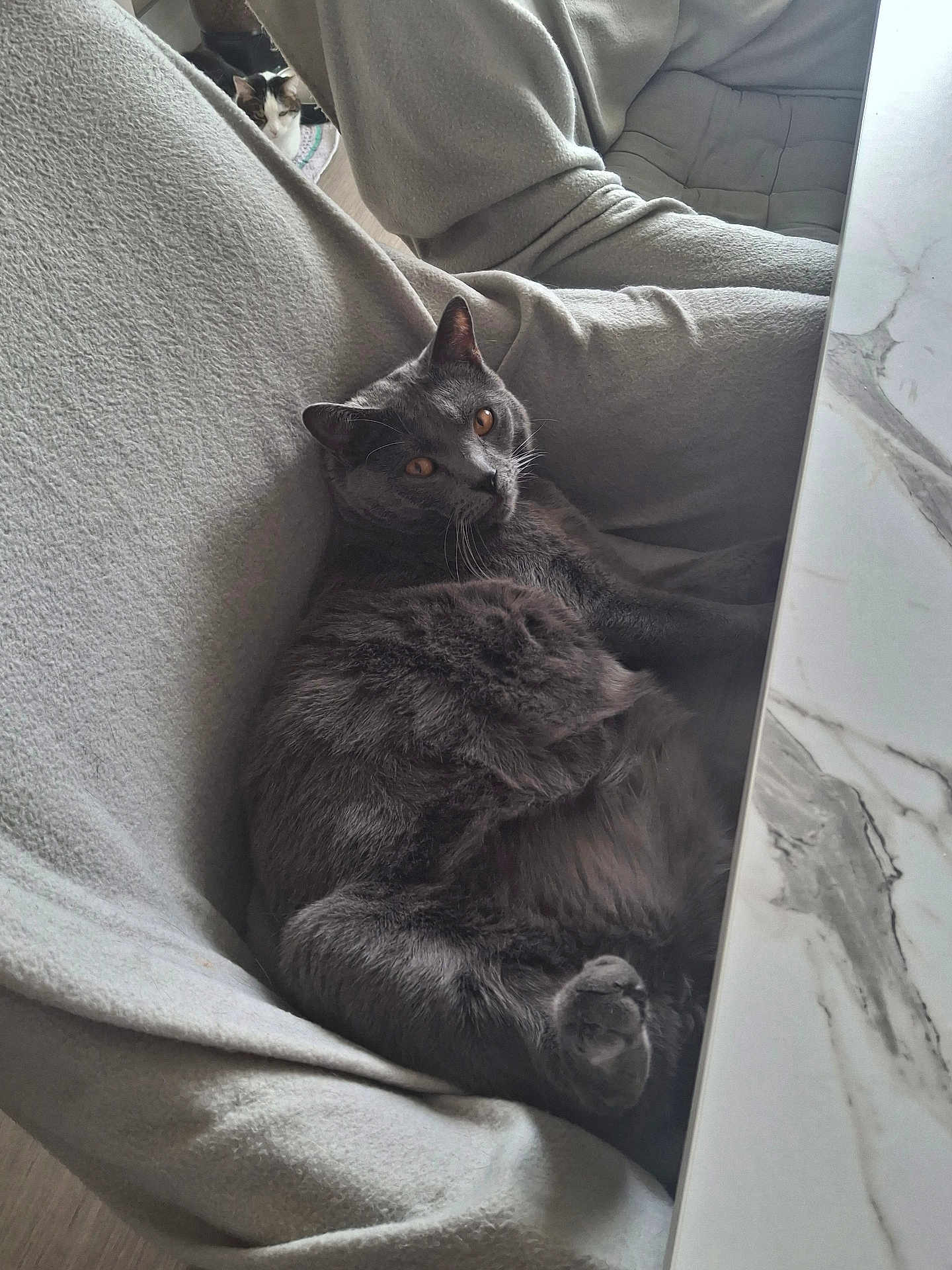 Upso a rejoint le concours — aidez-le/la à gagner de superbes lots ! cat, gray_cat, calico_cat, pet, indoor, cozy, sofa, blanket, lounging, adorable, feline, whiskers, paw, eyes, furniture, table, marble_table, photobomb, curious, relaxed