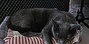 Upso participe au concours pour gagner de l'argent avec cette photo : cat, gray_cat, sleeping, cushion, bed, indoor, desk, books, soundproof_foam, quiet, resting, pet, feline, cozy, paw, closed_eyes, fur, relaxing, home, napping