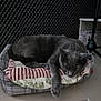 cat, gray_cat, sleeping, cushion, bed, indoor, desk, books, soundproof_foam, quiet, resting, pet, feline, cozy, paw, closed_eyes, fur, relaxing, home, napping
