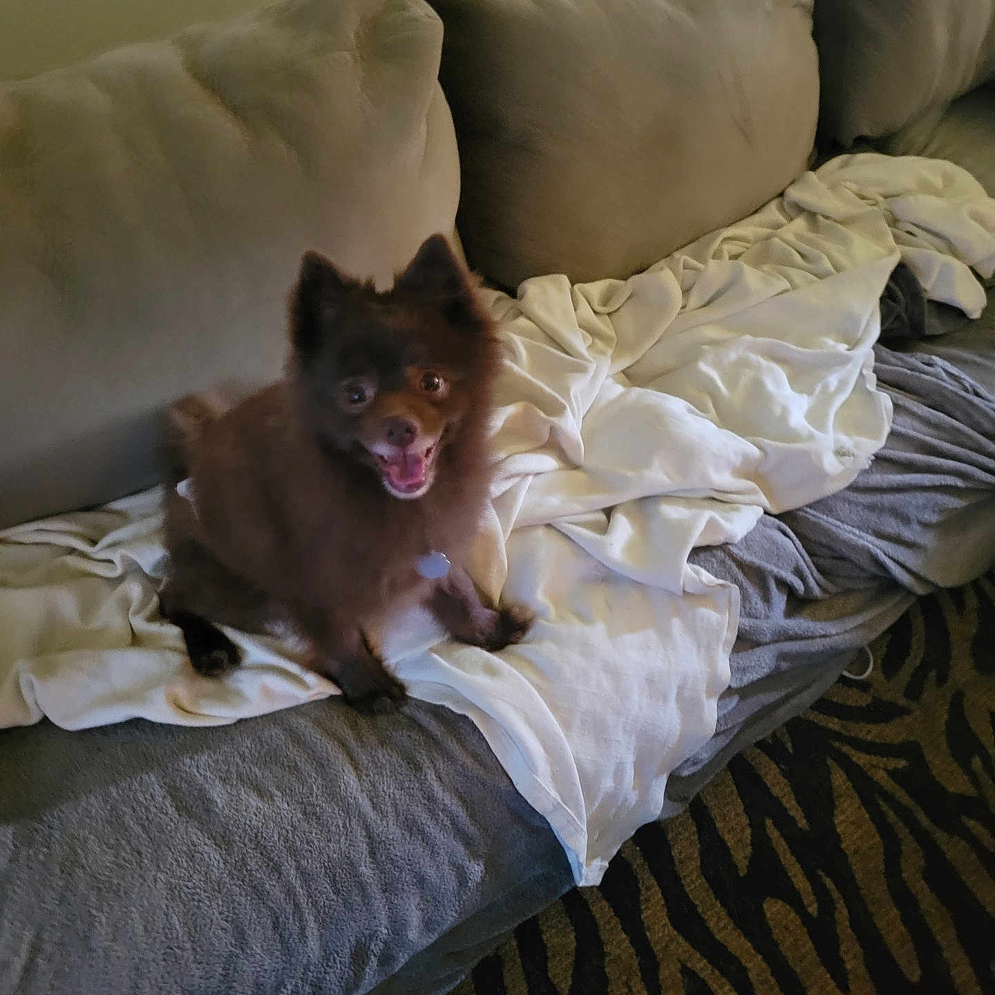Chewy is registered to the contest to win money with this photo: animal, blanket, canine, comfort, couch, cozy, cute, dog, domestic_animal, fabric, fur, furball, happy, home, indoor, living_room, pet, relaxed, seated, smiling