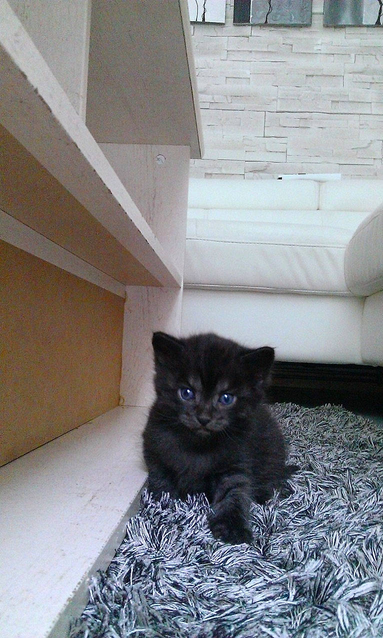 Chi participe au concours pour gagner de l'argent avec cette photo : asian, black_cat, british_semi_longhair, carnivore, cat, domestic_long_haired_cat, domestic_short_haired_cat, european_shorthair, eye, felidae, kitten, korat, mammal, ojos_azules, polydactyl_cat, small_to_medium_sized_cats, tail, vertebrate, whiskers