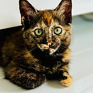 Agathe participe au concours pour gagner de l'argent avec cette photo : abyssinian, angora, animal, brasssection, cat, den, horn, indoors, kitten, manx, musicalinstrument, pet, siamese