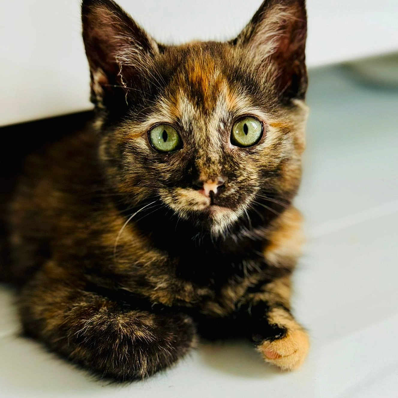 Agathe participe au concours pour gagner de l'argent avec cette photo : abyssinian, angora, animal, brasssection, cat, den, horn, indoors, kitten, manx, musicalinstrument, pet, siamese