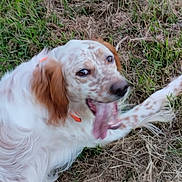 Sol participe au concours pour gagner de l'argent avec cette photo : animal, ball, bodypart, canine, cockerspaniel, dog, field, football, grass, hound, lawn, mouth, outdoors, person, pet, plant, puppy, soccer, soccerball, sport