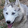 dog, siberian_husky, canine, pet, animal, blue_eyes, fluffy, white_fur, gray_fur, pointy_ears, open_mouth, tongue, black_nose, portrait, outdoors, grass, nature, standing, close_up, happy