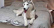 Avanna a rejoint le concours — aidez-le/la à gagner de superbes lots ! dog, husky, siberian_husky, pet, animal, canine, bedroom, bed, bedding, headboard, indoors, sitting, portrait, tongue_out, ears, paws, fluffy, gray_and_white, home, happy