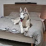 dog, husky, siberian_husky, pet, animal, canine, bedroom, bed, bedding, headboard, indoors, sitting, portrait, tongue_out, ears, paws, fluffy, gray_and_white, home, happy