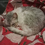 Bootsie a rejoint le concours — aidez-le/la à gagner de superbes lots ! blanket, cat, comfort, cozy, curled_up, cute, domestic_cat, feline, fur, gray_and_white, indoor, pet, red, relaxation, resting, sleeping, striped_pattern, tail, whiskers, white