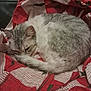 blanket, cat, comfort, cozy, curled_up, cute, domestic_cat, feline, fur, gray_and_white, indoor, pet, red, relaxation, resting, sleeping, striped_pattern, tail, whiskers, white