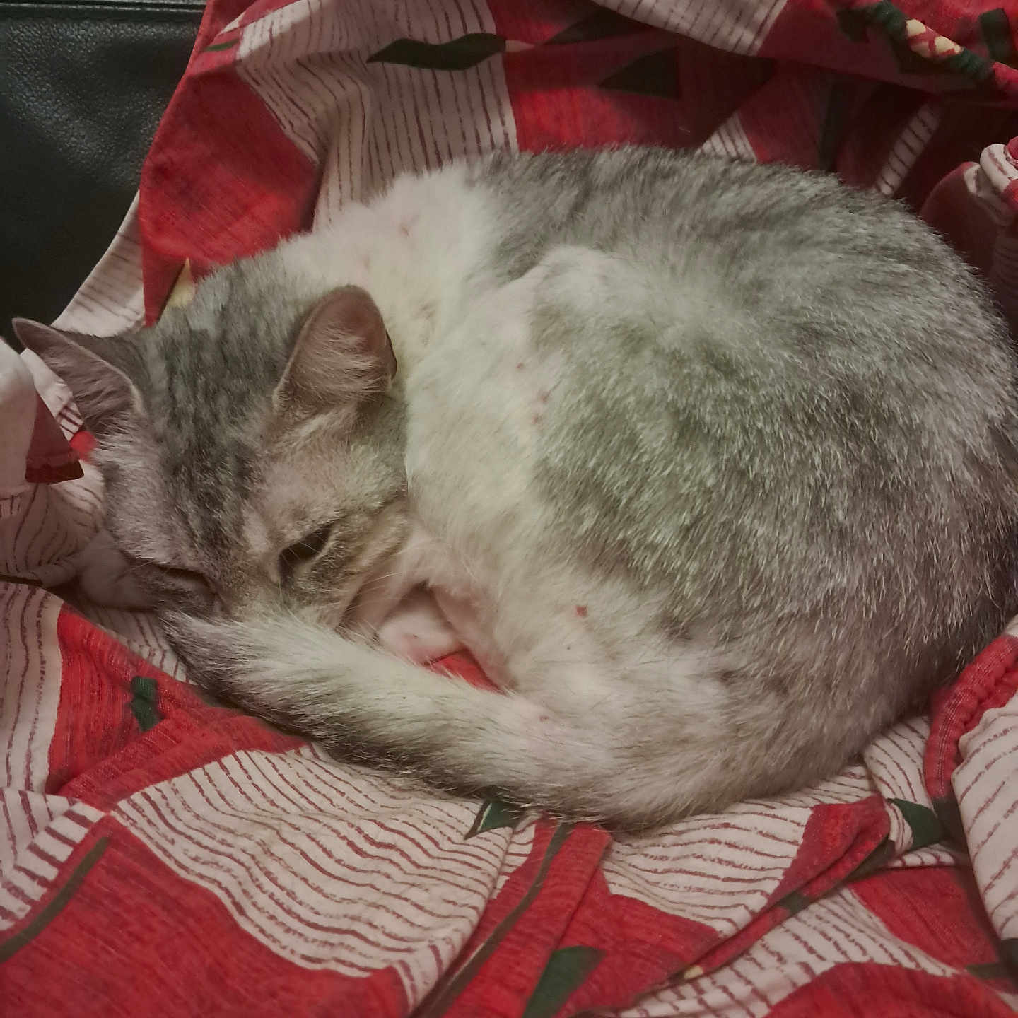 Bootsie a rejoint le concours — aidez-le/la à gagner de superbes lots ! blanket, cat, comfort, cozy, curled_up, cute, domestic_cat, feline, fur, gray_and_white, indoor, pet, red, relaxation, resting, sleeping, striped_pattern, tail, whiskers, white