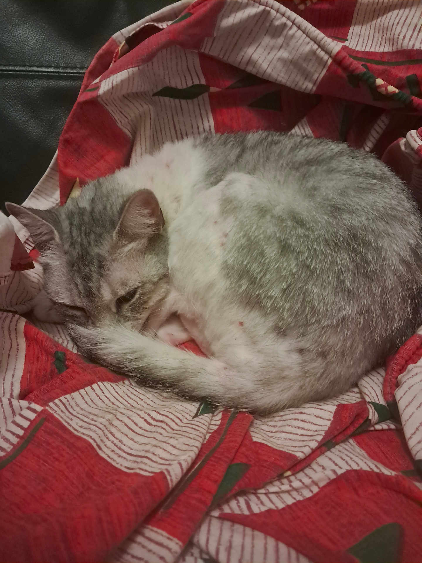 Bootsie a rejoint le concours — aidez-le/la à gagner de superbes lots ! blanket, cat, comfort, cozy, curled_up, cute, domestic_cat, feline, fur, gray_and_white, indoor, pet, red, relaxation, resting, sleeping, striped_pattern, tail, whiskers, white