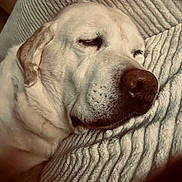 Léon a rejoint le concours — aidez-le/la à gagner de superbes lots ! animal, blanket, canine, close_up, comfort, cozy, dog, eyelids, face, fur, indoor, labrador, nostril, pet, relaxation, resting, sleeping, snout, texture, whiskers