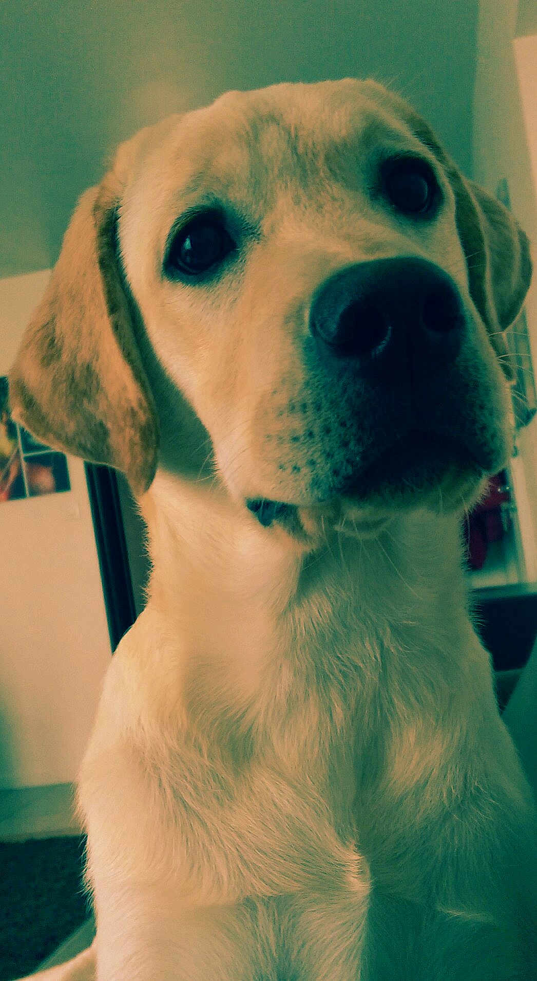 Léon