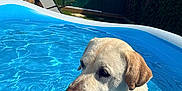 Léon participe au concours pour gagner de l'argent avec cette photo : animal, backyard, blue, canine, chair, daytime, dog, fence, garden, grass, inflatable_pool, labrador, outdoor, pet, pool, relaxation, shed, summer, sunlight, water