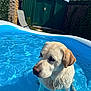 Léon participe au concours pour gagner de l'argent avec cette photo : animal, backyard, blue, canine, chair, daytime, dog, fence, garden, grass, inflatable_pool, labrador, outdoor, pet, pool, relaxation, shed, summer, sunlight, water