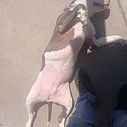 Brooklynn joined the competition — help win amazing prizes! dog, lying_down, outdoor, concrete, shadow, sunlight, casual, relaxed, pet, collar, paw, human_leg, jeans, shoe, white, brown, spot, animal, daylight, sidewalk