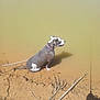 Brooklynn is registered to the contest to win money with this photo: dog, water, mud, leash, shadow, outdoor, animal, sitting, brown, white, collar, nature, riverbank, sunlight, reflection, earth, quiet, calm, pet, daytime