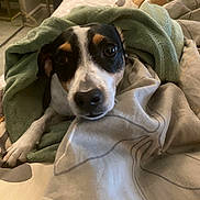 Juni Dahl joined the competition — help win amazing prizes! animal, bed, blanket, canine, comfort, cozy, cute, dog, domestic, eyes, face, fur, indoor, paw, pet, relaxed, resting, sleepy, snuggled, warm