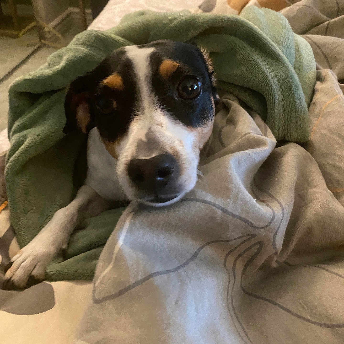 Juni Dahl joined the competition — help win amazing prizes! animal, bed, blanket, canine, comfort, cozy, cute, dog, domestic, eyes, face, fur, indoor, paw, pet, relaxed, resting, sleepy, snuggled, warm