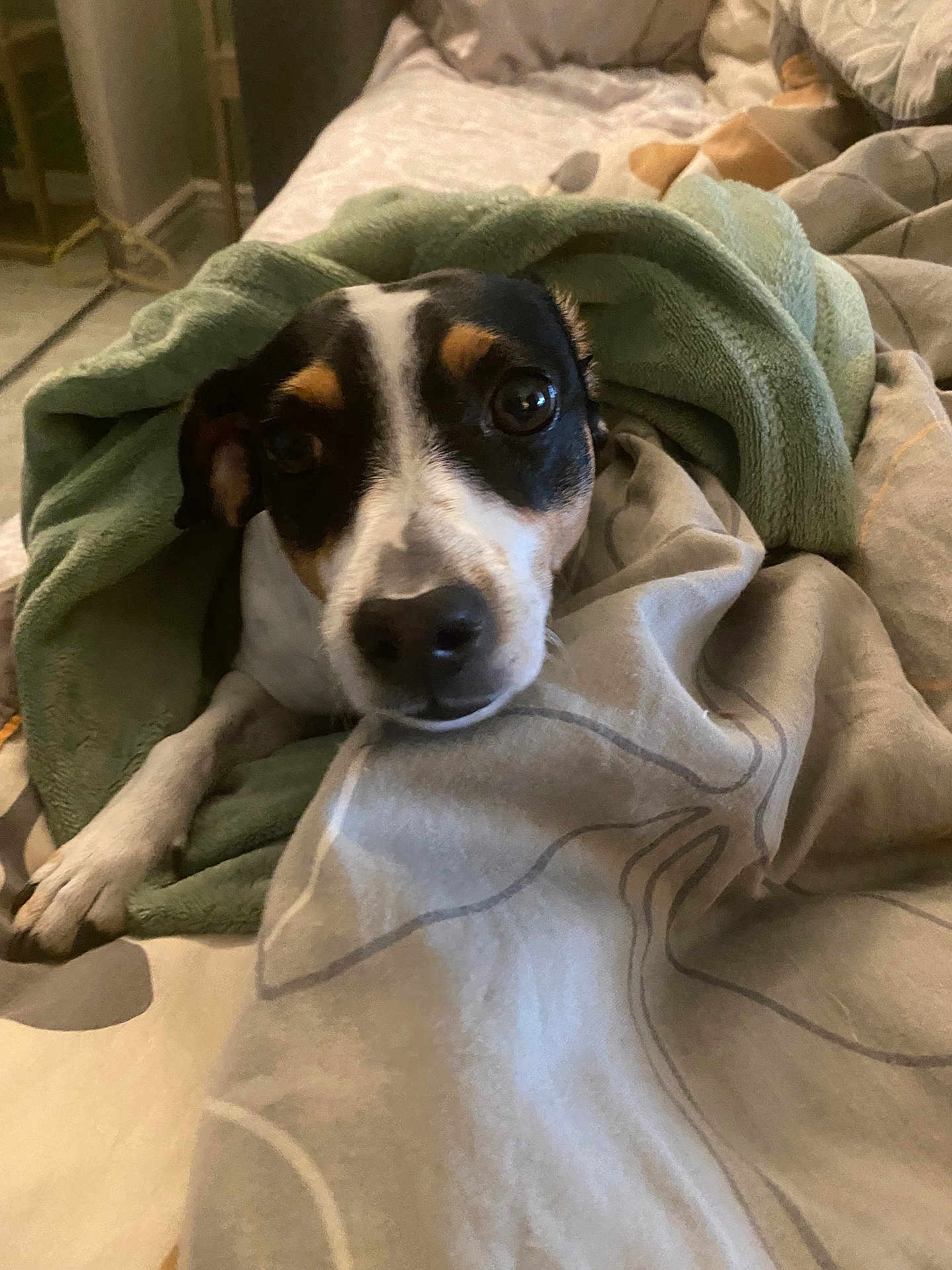 Juni Dahl joined the competition — help win amazing prizes! animal, bed, blanket, canine, comfort, cozy, cute, dog, domestic, eyes, face, fur, indoor, paw, pet, relaxed, resting, sleepy, snuggled, warm