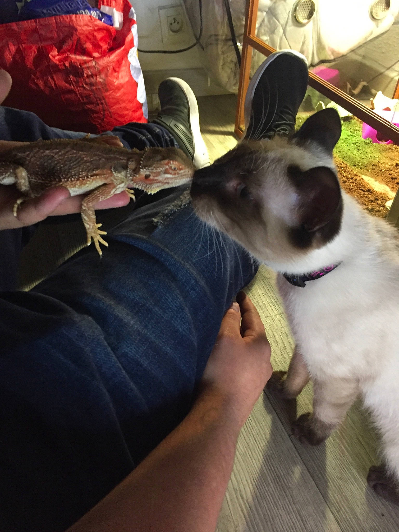 Croquemou a rejoint le concours — aidez-le/la à gagner de superbes lots ! asian, canidae, carnivore, cat, companion_dog, ear, felidae, kitten, leg, small_to_medium_sized_cats, whiskers