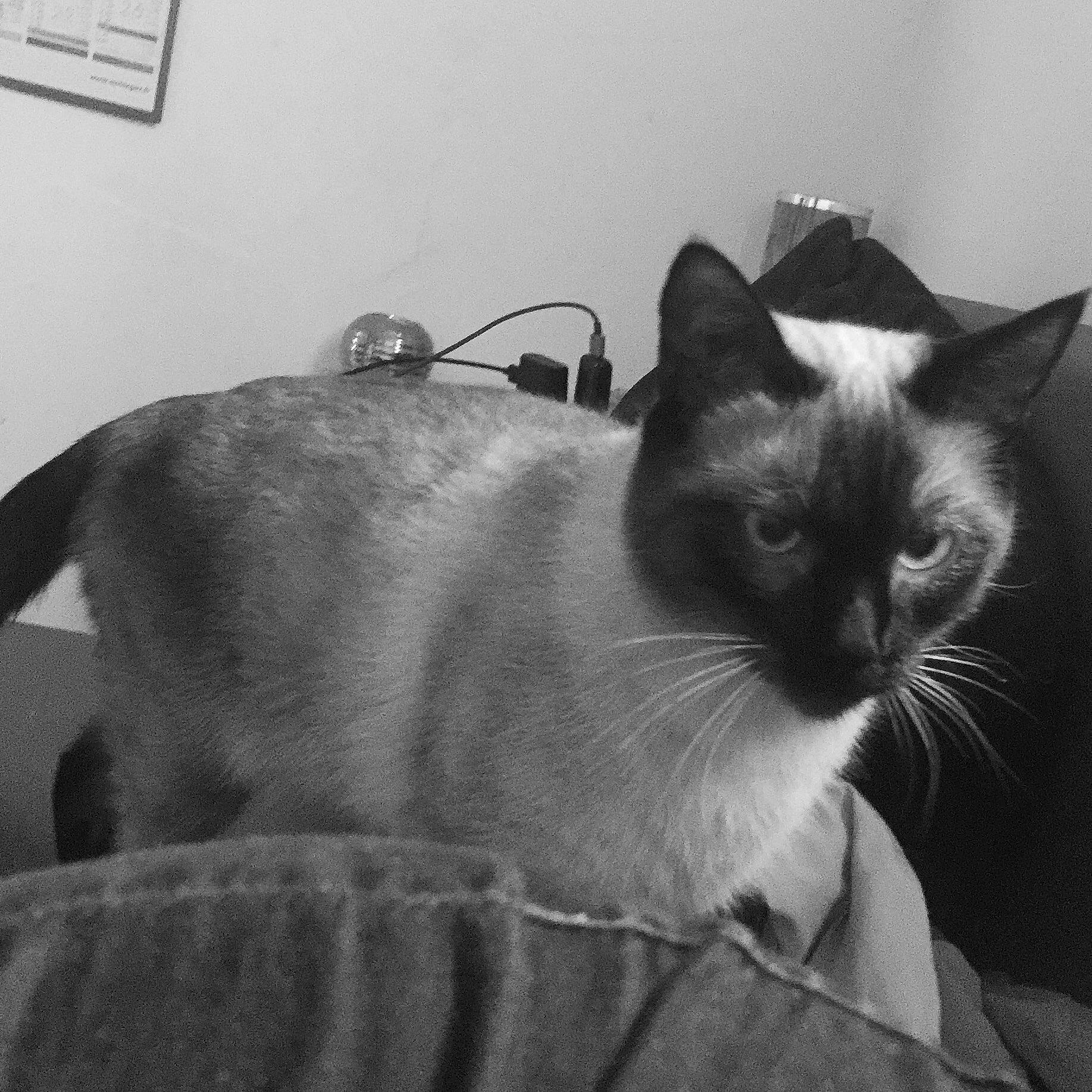 Païto participe au concours pour gagner de l'argent avec cette photo : asian, balinese, black_and_white, burmese, carnivore, cat, domestic_short_haired_cat, ear, felidae, kitten, mammal, monochrome, siamese, small_to_medium_sized_cats, snowshoe, style, thai, tonkinese, whiskers