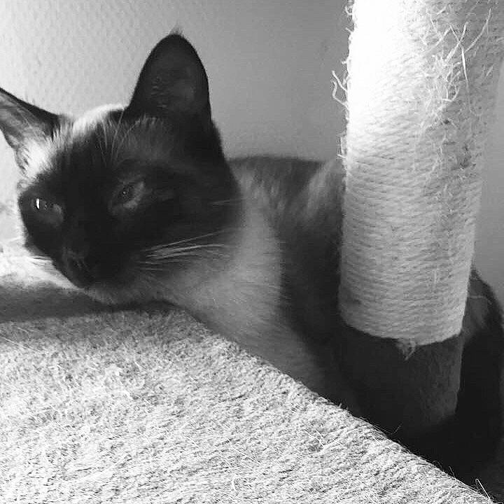 Païto participe au concours pour gagner de l'argent avec cette photo : asian, black_and_white, black_cat, burmese, carnivore, cat, eye, felidae, kitten, mammal, monochrome, monochrome_photography, ojos_azules, photography, siamese, small_to_medium_sized_cats, tail, thai, tonkinese, whiskers