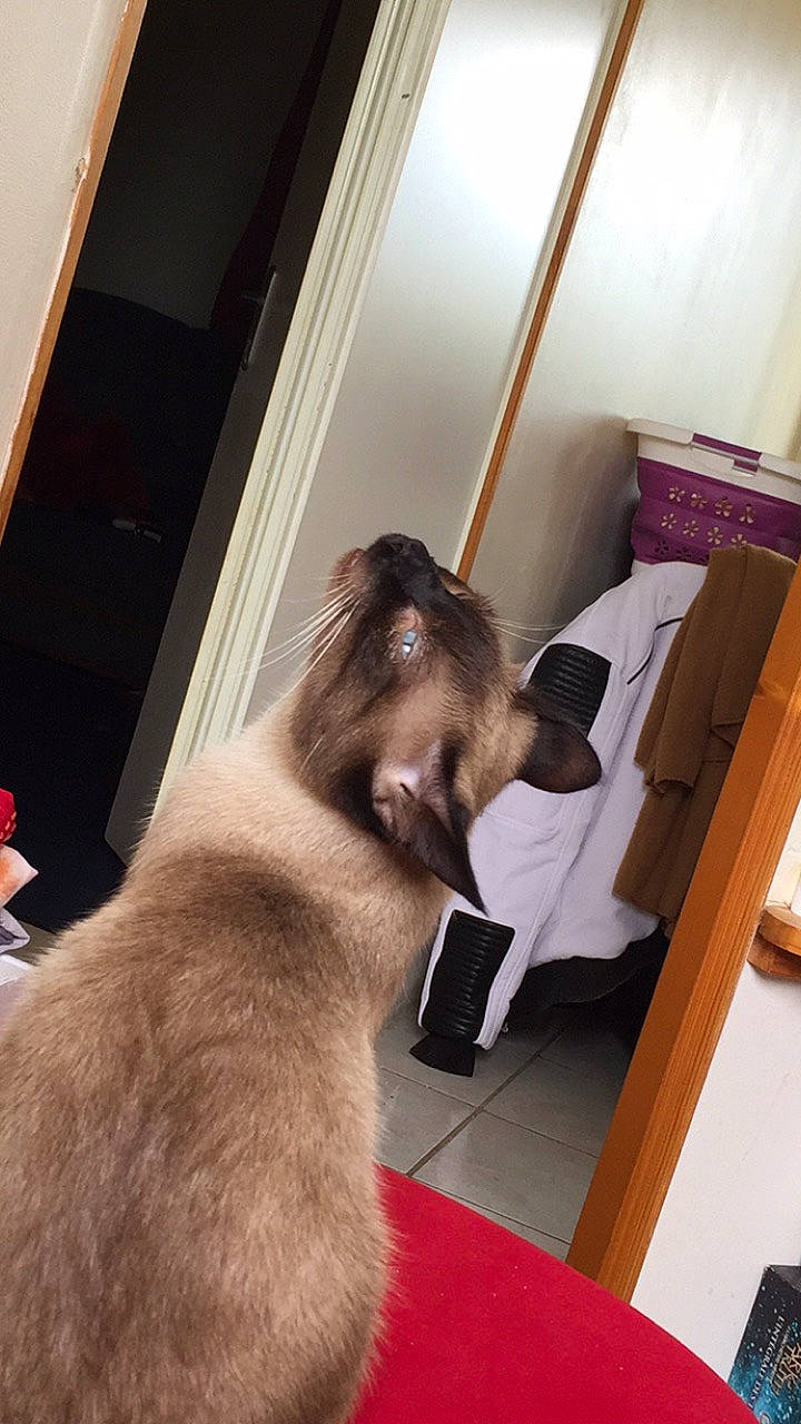 Païto a rejoint le concours — aidez-le/la à gagner de superbes lots ! balinese, birman, burmese, carnivore, cat, dog_breed, fawn, felidae, room, siamese, small_to_medium_sized_cats, thai, tonkinese, whiskers