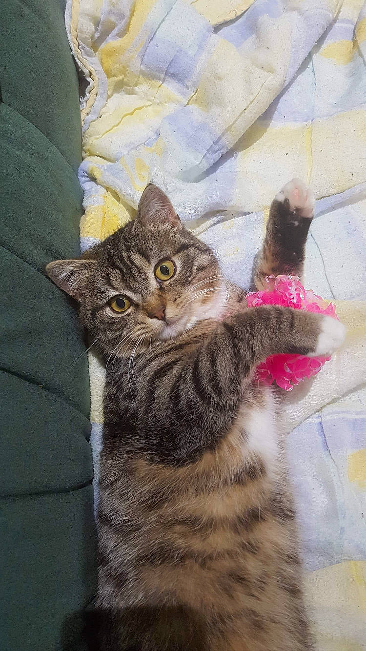 Bidule a rejoint le concours — aidez-le/la à gagner de superbes lots ! american_shorthair, american_wirehair, asian, australian_mist, british_semi_longhair, california_spangled, carnivore, cat, domestic_short_haired_cat, dragon_li, european_shorthair, felidae, kitten, mammal, ocicat, pixie_bob, small_to_medium_sized_cats, tabby_cat, vertebrate, whiskers