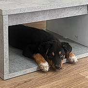 Astra a rejoint le concours — aidez-le/la à gagner de superbes lots ! puppy, dog, shelf, floor, wood_floor, black_fur, tan_fur, indoor, pet, cute, young_dog, resting, furniture, home, animal, domestic_animal, looking, lying_down, paw, curious