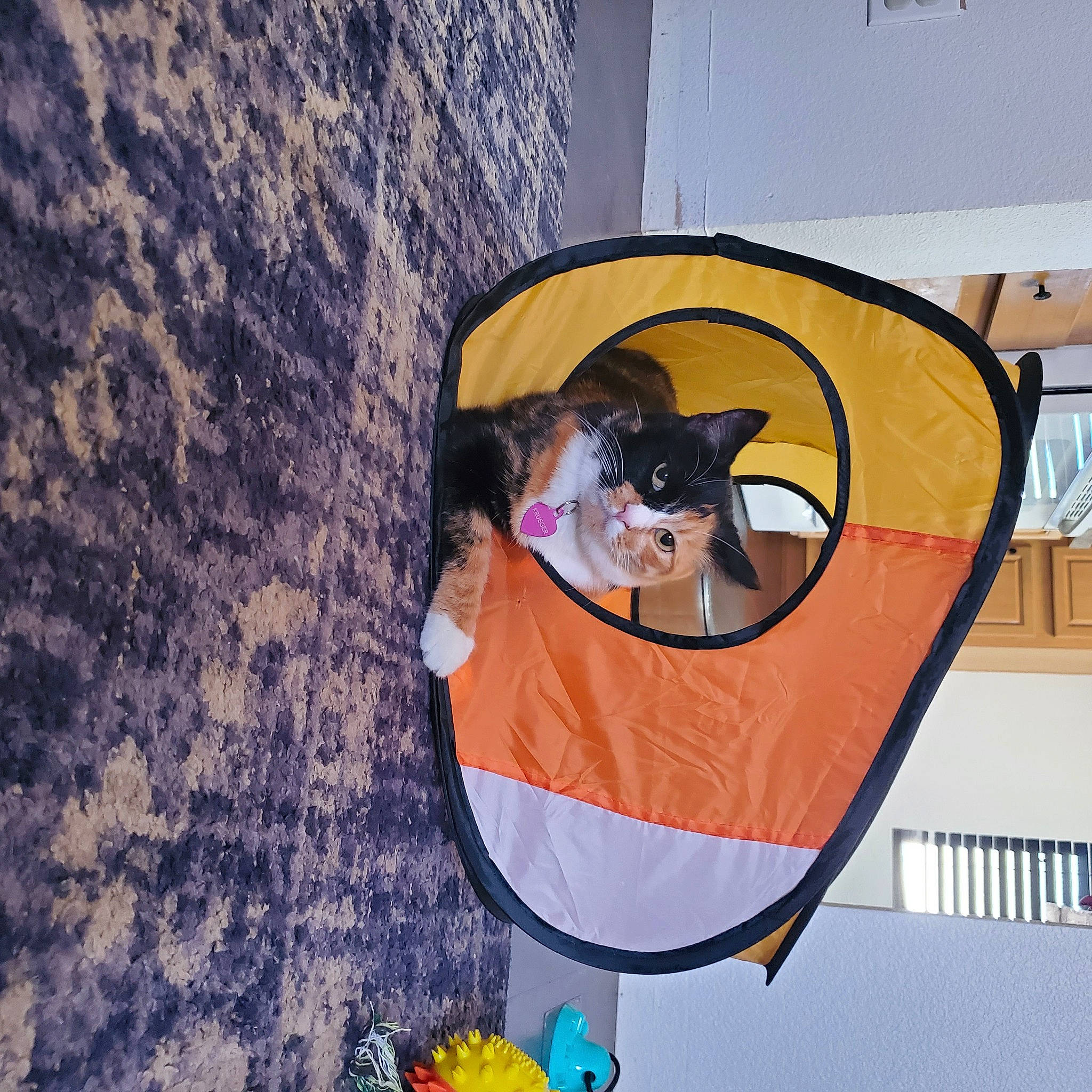 Krueger is registered to the contest to win money with this photo: adventure, art, carnivore, circle, eyewear, fashion_accessory, felidae, fun, graphic_design, graphics, happy, leisure, recreation, reflection, small_to_medium_sized_cats, space, visual_arts, window, world