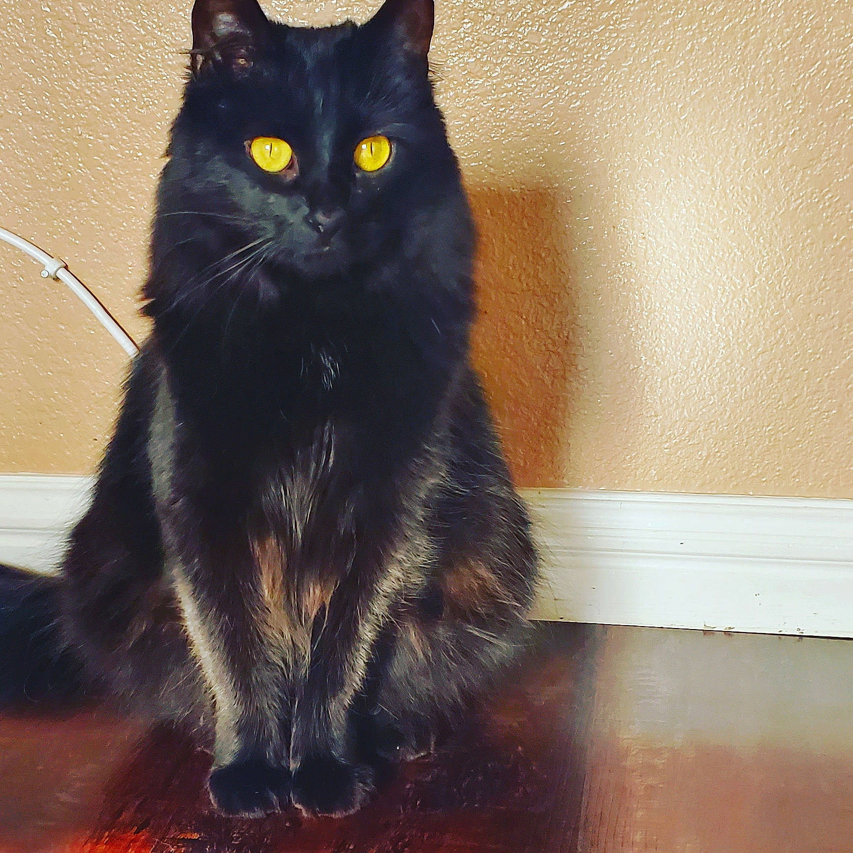 Crowley joined the competition — help win amazing prizes! black_cat, bombay, carnivore, cat, claw, domestic_short_haired_cat, felidae, flooring, fur, hardwood, paw, sitting, small_to_medium_sized_cats, snout, tail, terrestrial_animal, whiskers, window, wood, wood_flooring