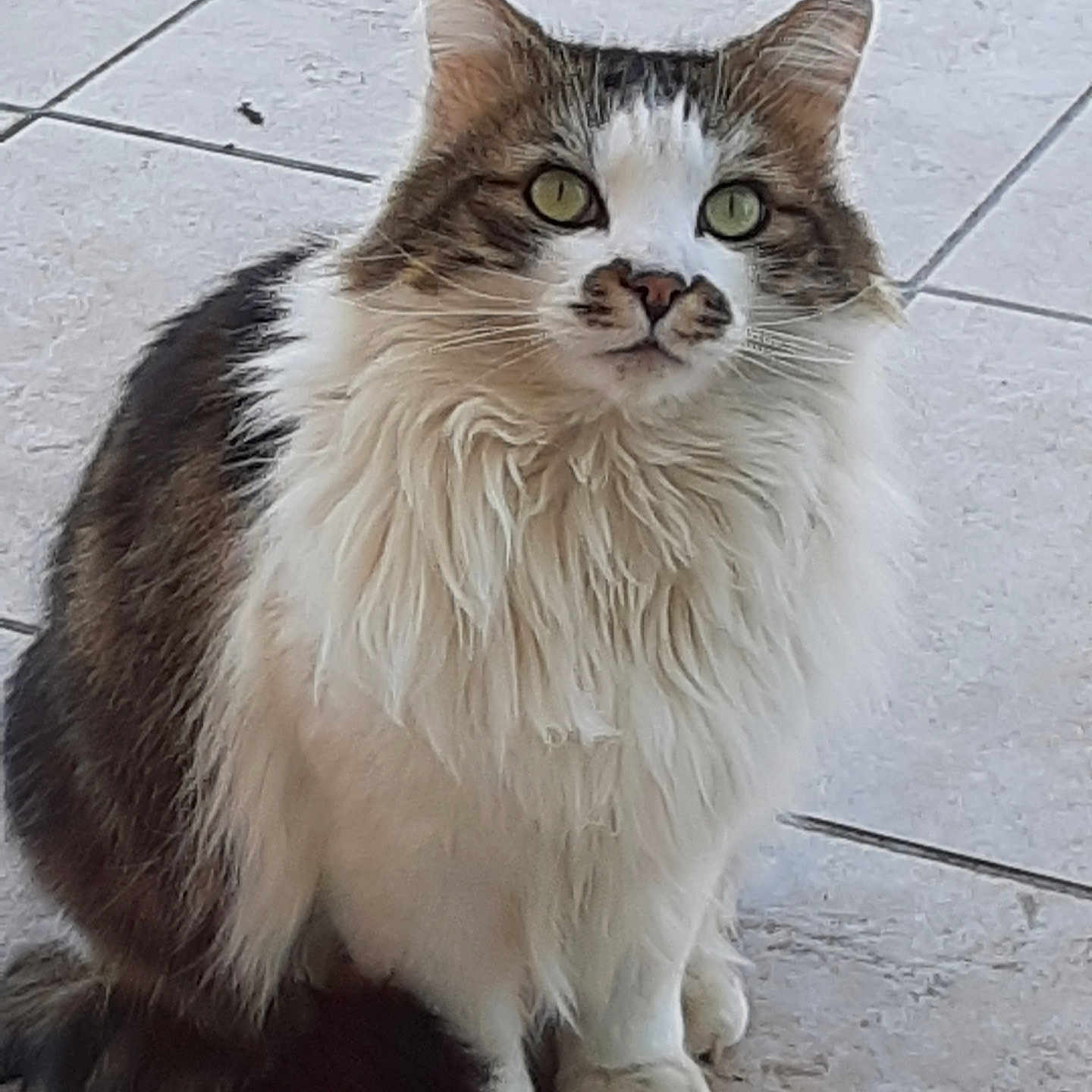 Filou participe au concours pour gagner de l'argent avec cette photo : abyssinian, accessories, angora, animal, cat, flagstone, kitten, leash, manx, path, pet, siamese, slate, strap, tile, walkway