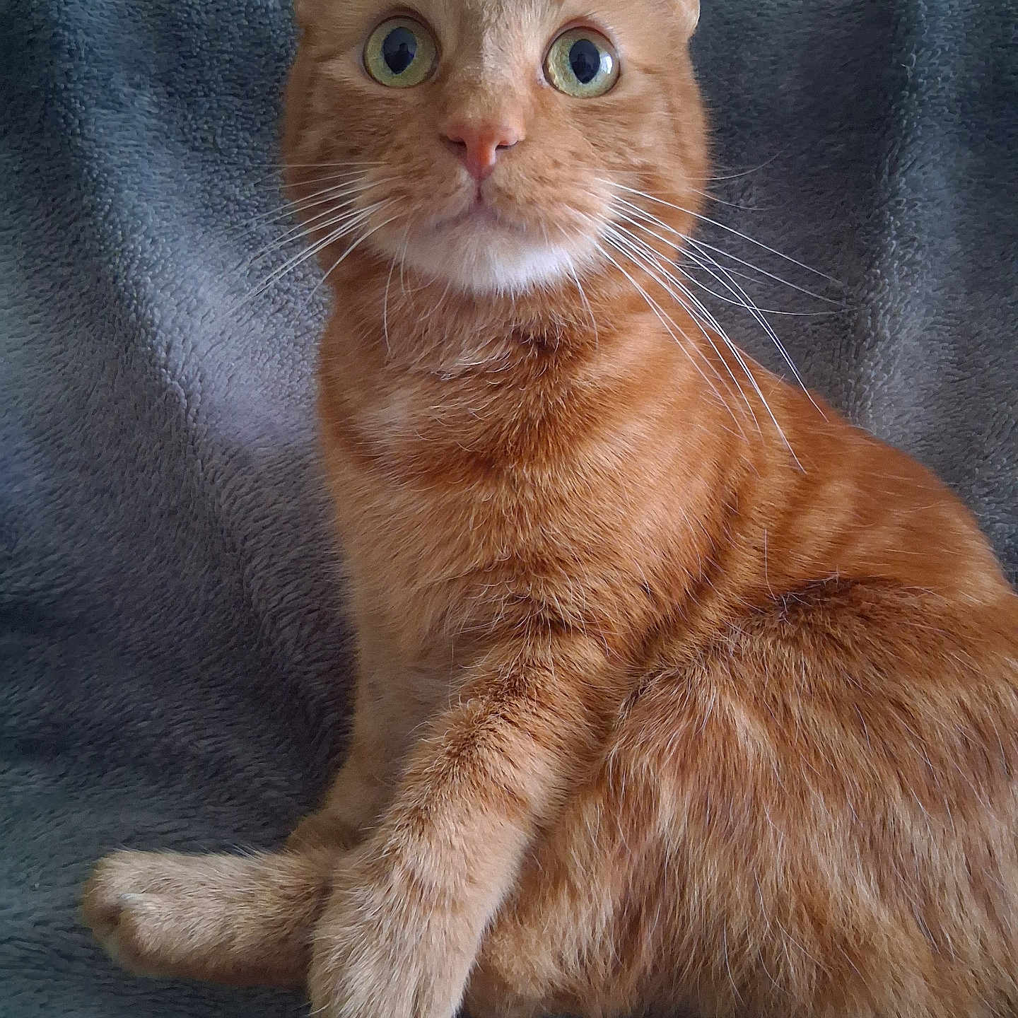 Diego a rejoint le concours — aidez-le/la à gagner de superbes lots ! abyssinian, animal, cat, kitten, manx, pet