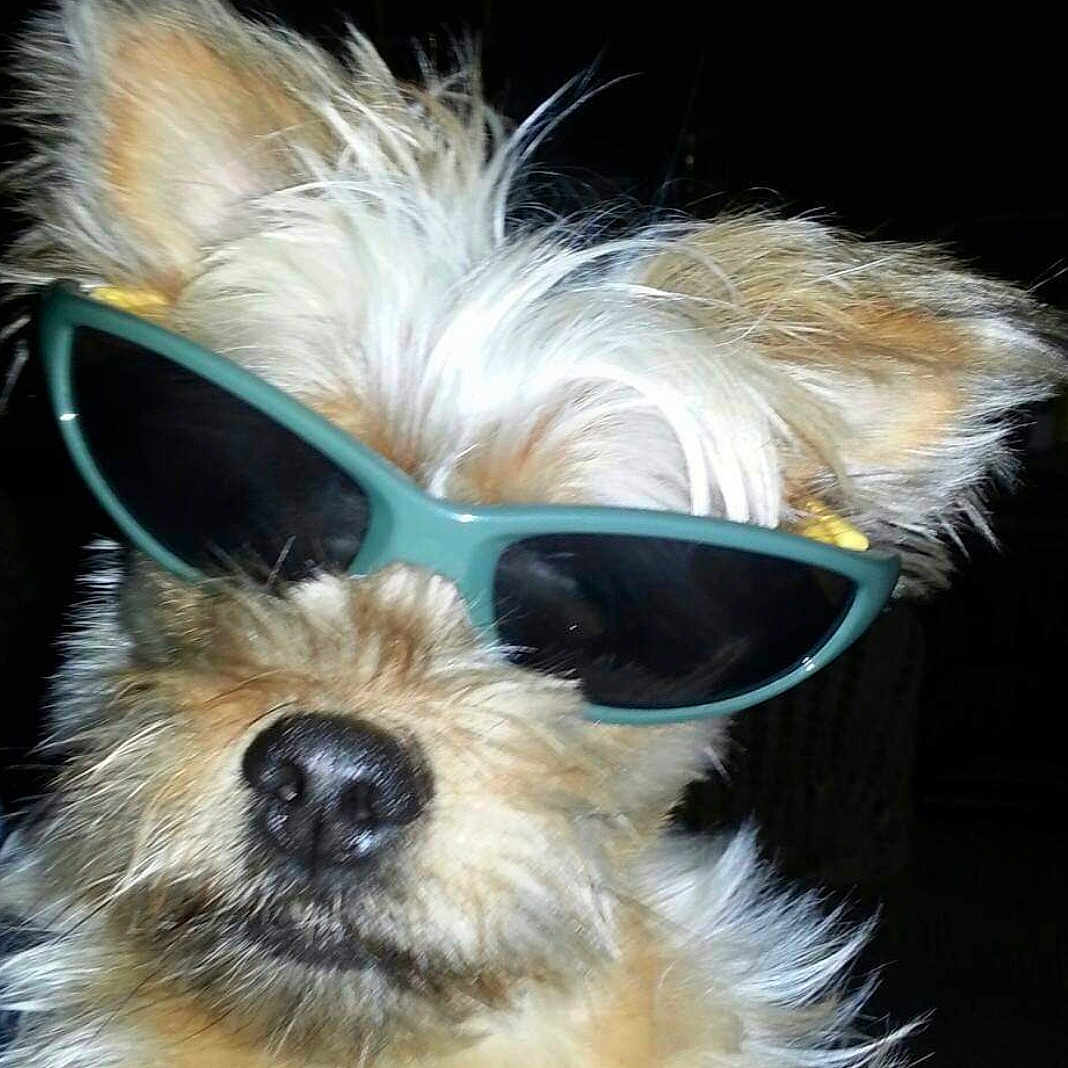 Qubie is registered to the contest to win money with this photo: accessory, animal, canine, closeup, cool, cute, dark_background, dog, eyewear, face, fashion, fluffy, funny, fur, indoor, nose, pet, portrait, sunglasses, whiskers