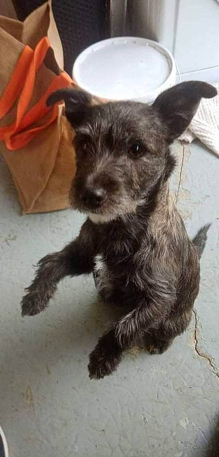 Aya a rejoint le concours — aidez-le/la à gagner de superbes lots ! canidae, carnivore, companion_dog, dog, dog_breed, ear, fawn, fur, paw, small_terrier, snout, sporting_group, tail, terrestrial_animal, terrier, toy_dog, working_animal, working_terrier