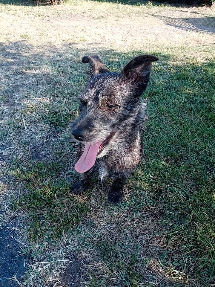 Aya a rejoint le concours — aidez-le/la à gagner de superbes lots ! canidae, carnivore, dog, dog_breed, fur, grass, herding_dog, plant, snout, sporting_group, tail, working_dog