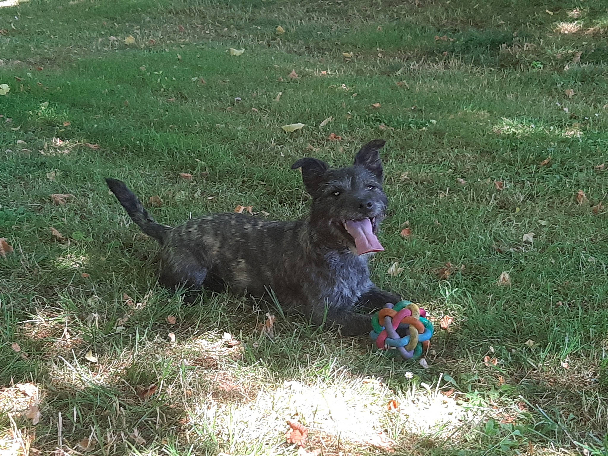 Aya participe au concours pour gagner de l'argent avec cette photo : canidae, carnivore, dog, dog_breed, dog_supply, grass, herding_dog, non_sporting_group, sporting_group, tail, working_animal, working_dog