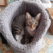 Minou participe au concours pour gagner de l'argent avec cette photo : animal, cardboard_box, cat, comfortable, cozy, curious, ears, eyes, feline, floor_tile, furry_bed, home, indoor, patterned_floor, paws, pet_bed, relaxed, resting, tabby_cat, whiskers