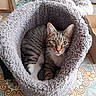 animal, cardboard_box, cat, comfortable, cozy, curious, ears, eyes, feline, floor_tile, furry_bed, home, indoor, patterned_floor, paws, pet_bed, relaxed, resting, tabby_cat, whiskers