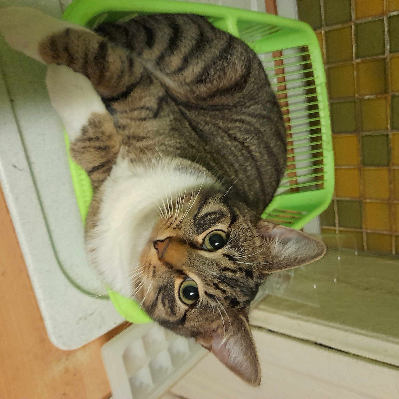 Minou