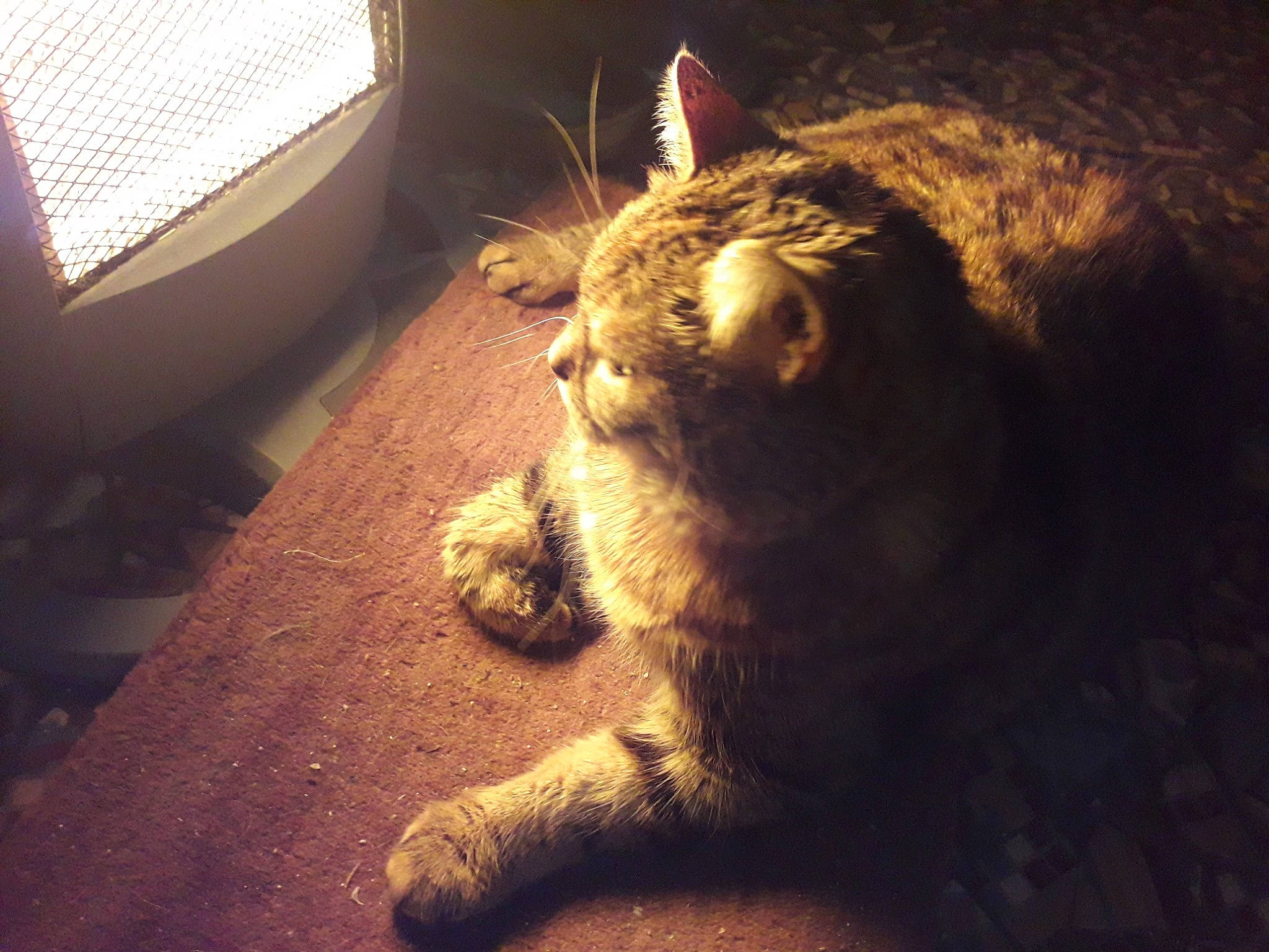 Ninou participe au concours pour gagner de l'argent avec cette photo : asian, carnivore, cat, ear, european_shorthair, eye, felidae, fur, german_rex, kitten, leg, nose, paw, polydactyl_cat, sky, small_to_medium_sized_cats, snout, sunlight, tabby_cat, whiskers