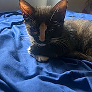 Pumpkin Spice joined the competition — help win amazing prizes! kitten, cat, animal, pet, indoor, bed, blanket, blue, fur, whiskers, window, sunlight, resting, cozy, cute, young, sleepy, domestic, closeup, relaxing