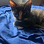 kitten, cat, animal, pet, indoor, bed, blanket, blue, fur, whiskers, window, sunlight, resting, cozy, cute, young, sleepy, domestic, closeup, relaxing